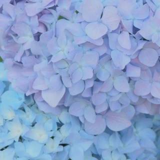 Hydrangea phone wallpaper