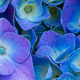 Hydrangea phone wallpaper