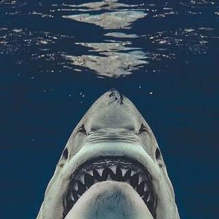 Jaws phone wallpaper