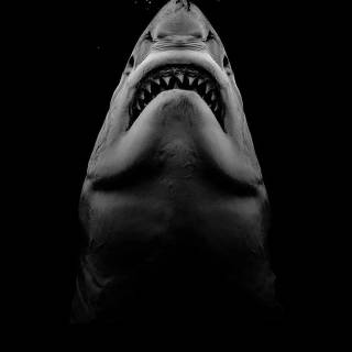 Jaws phone wallpaper