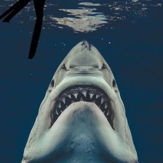 Jaws phone wallpaper
