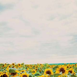 Sunshine iPhone wallpaper