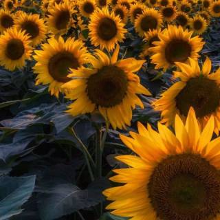 Sunshine iPhone wallpaper