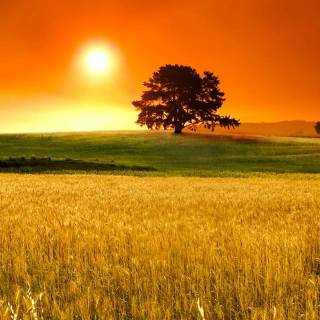 Sunshine iPhone wallpaper