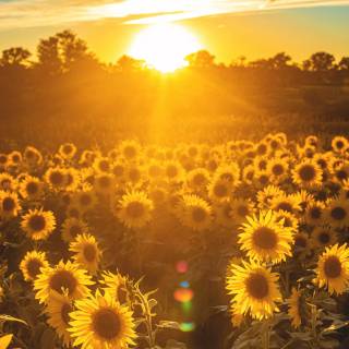 Sunshine iPhone wallpaper