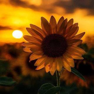 Sunshine iPhone wallpaper