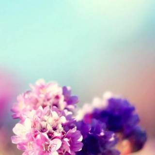 Sunshine iPhone wallpaper