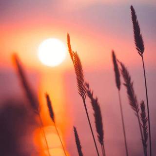 Sunshine iPhone wallpaper