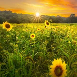 Sunshine iPhone wallpaper
