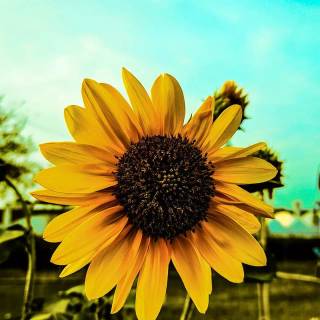 Sunshine iPhone wallpaper