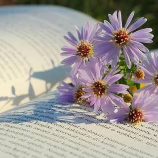 Reading desktop wallpaper