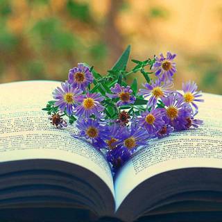 Reading desktop wallpaper