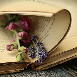 Reading desktop wallpaper