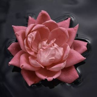 Black and pink desktop wallpaper