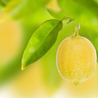 Lemon desktop wallpaper