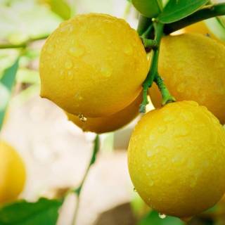 Lemon desktop wallpaper
