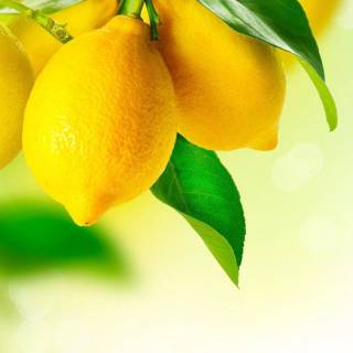 Lemon desktop wallpaper