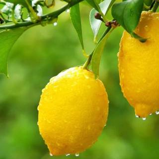 Lemon desktop wallpaper