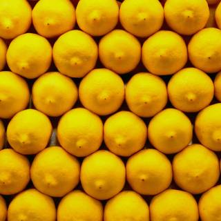Lemon desktop wallpaper