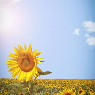 Blue sky mobile wallpaper