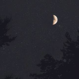 Vertical moon wallpaper