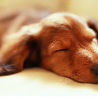 Dream dog wallpaper