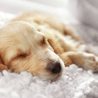 Dream dog wallpaper