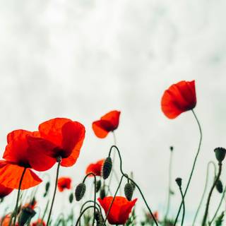 Common poppy wallpaper