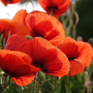 Common poppy wallpaper