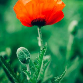 Common poppy wallpaper