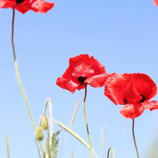 Common poppy wallpaper