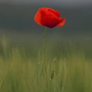 Common poppy wallpaper