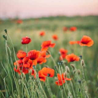 Common poppy wallpaper