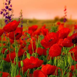 Common poppy wallpaper