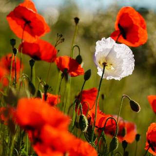 Common poppy wallpaper
