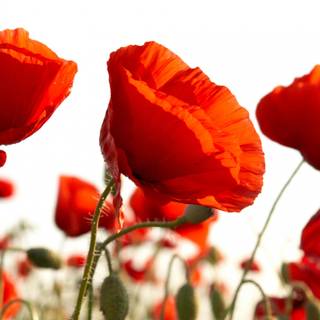 Common poppy wallpaper