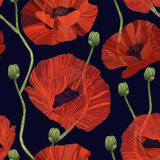 Common poppy wallpaper
