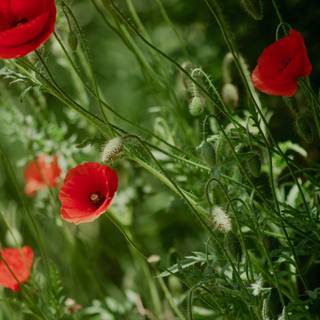 Common poppy wallpaper