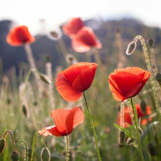 Common poppy wallpaper