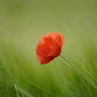 Common poppy wallpaper