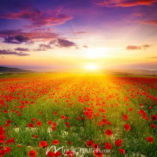 Common poppy wallpaper