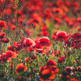 Common poppy wallpaper