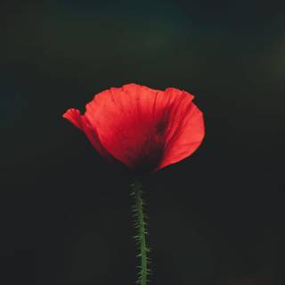 Common poppy wallpaper
