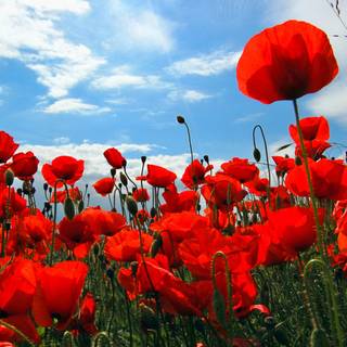 Common poppy wallpaper