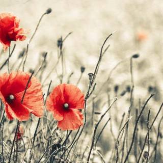 Common poppy wallpaper