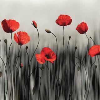 Common poppy wallpaper