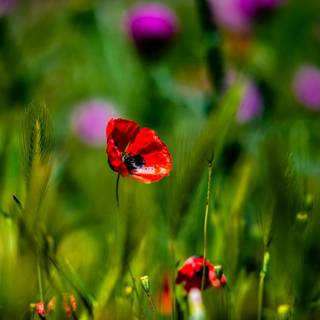 Common poppy wallpaper