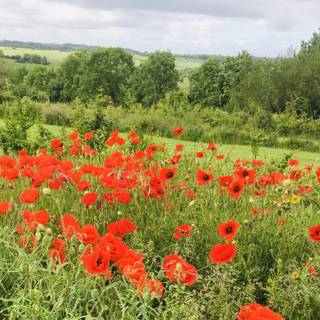 Common poppy wallpaper