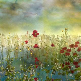 Common poppy wallpaper