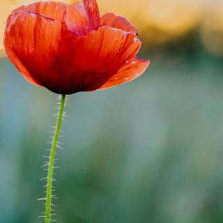 Common poppy wallpaper